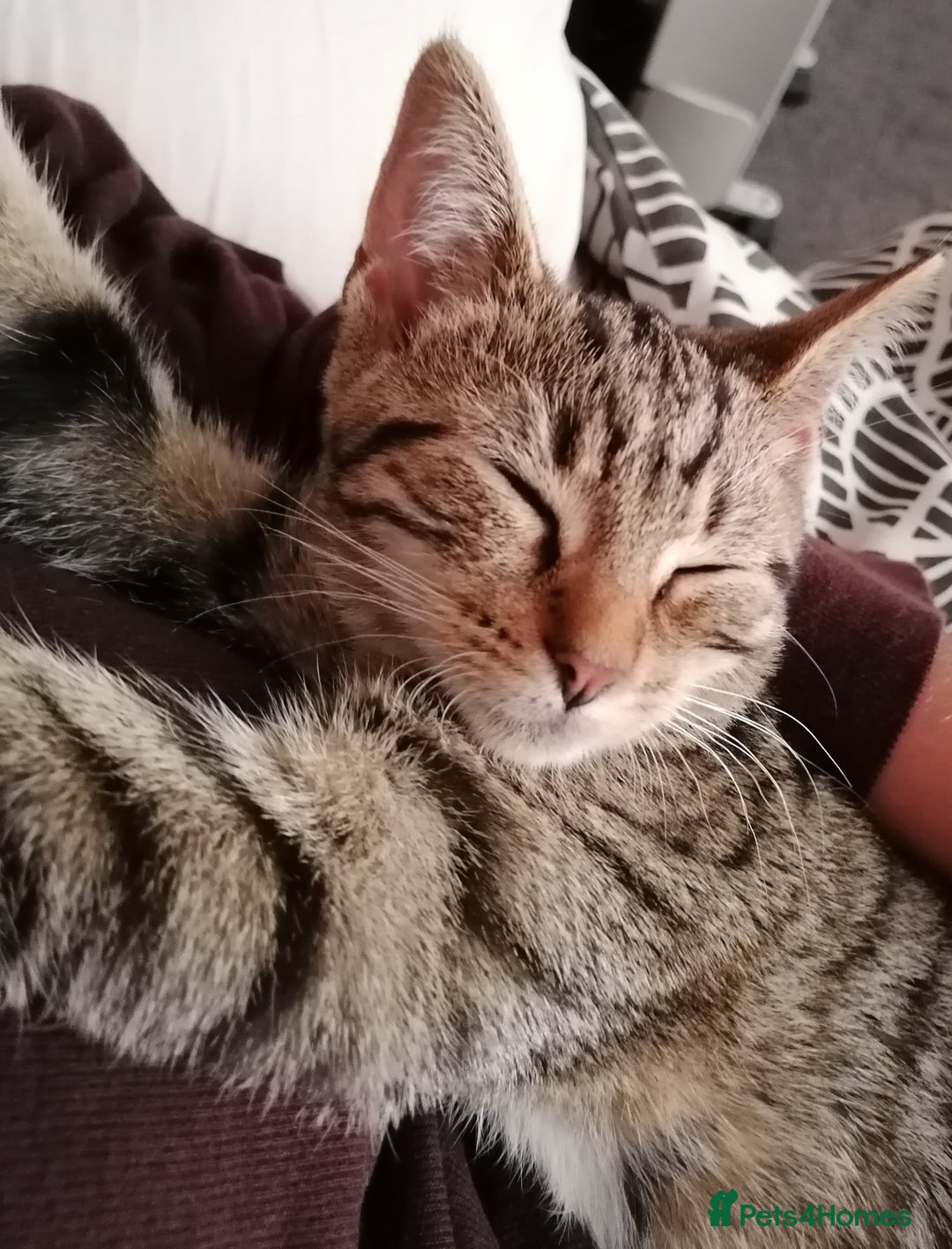 Domestic Shorthair cats for sale: 14 week kitten.  - Image 4