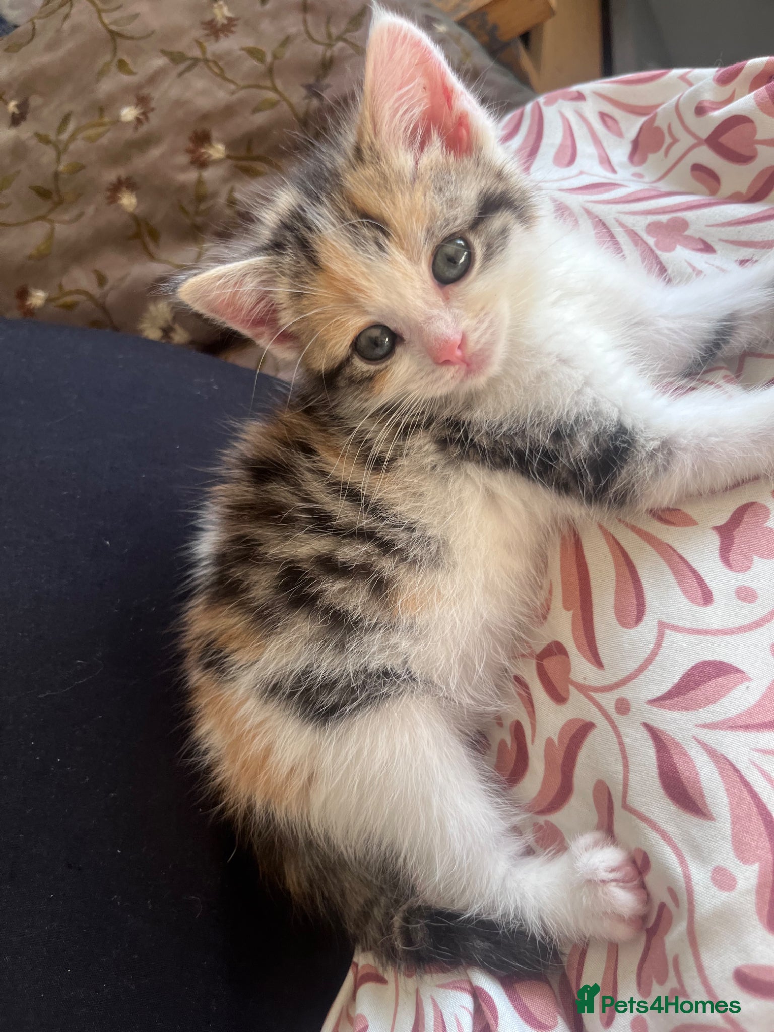Mixed Breed cats 🐾 ADORABLE MIXED BREED CALICO GIRLS 🐾 - Advert 3
