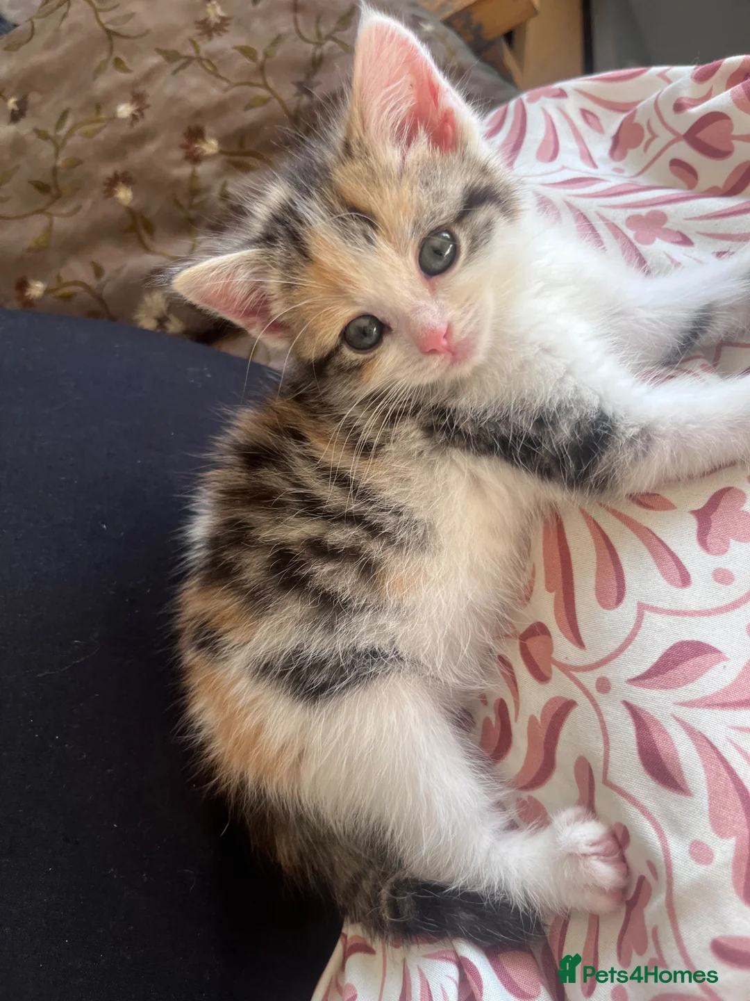 Mixed Breed cats for sale: 🐾 ADORABLE MIXED BREED CALICO GIRLS 🐾 - Advert 1