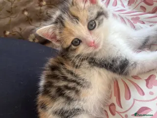 Mixed Breed cats 🐾 ADORABLE MIXED BREED CALICO GIRLS 🐾 - Advert 3