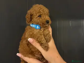 Miniature Poodle dogs Beautiful Miniature Poodle - Advert 1