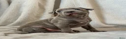 Staffordshire Bull Terrier dogs for sale: Stunning Staffordshire Bull Terriers! - Advert 7