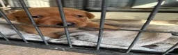 Labrador Retriever dogs for sale: Labrador Retriever Puppies 🐾 in Diss - Advert 6