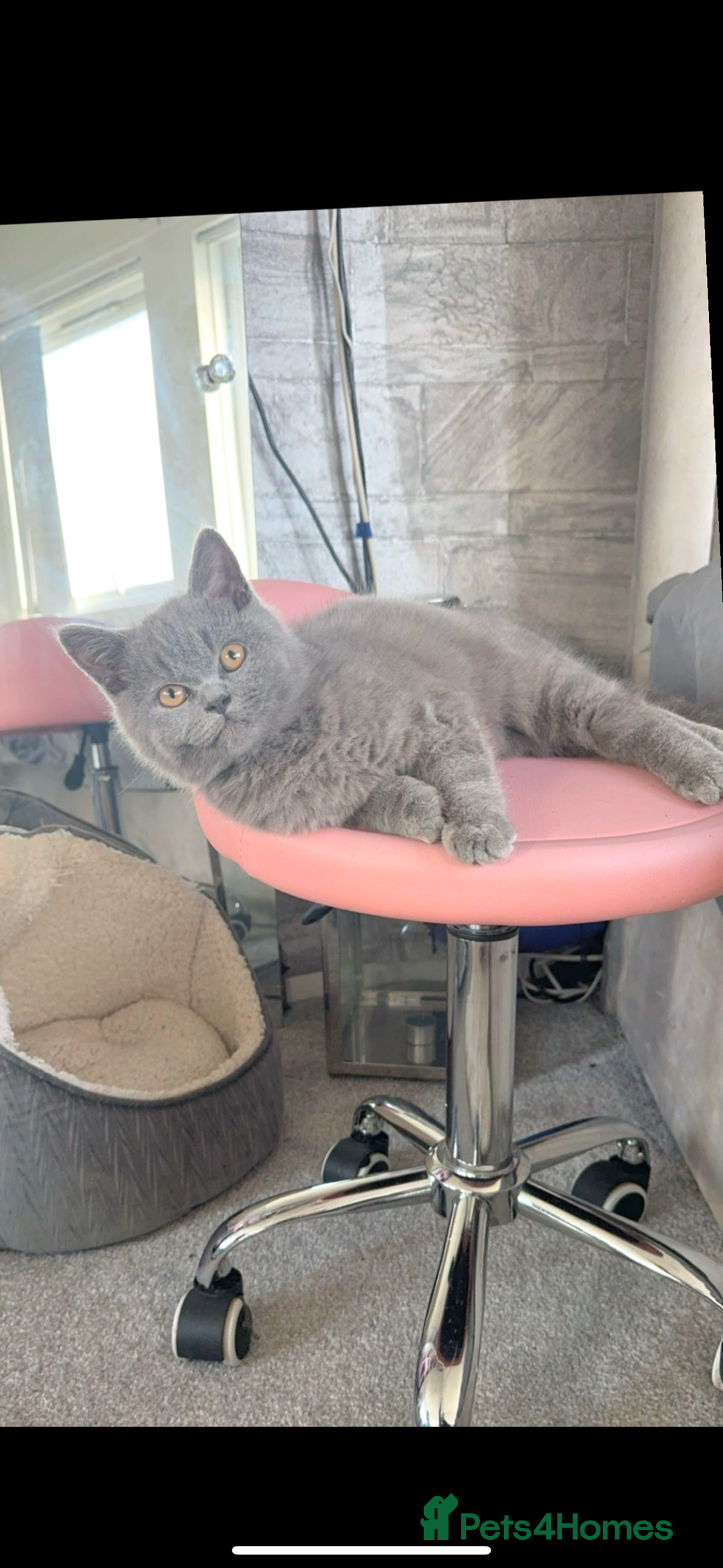 British Shorthair cats for sale: mowgli  - Image 1