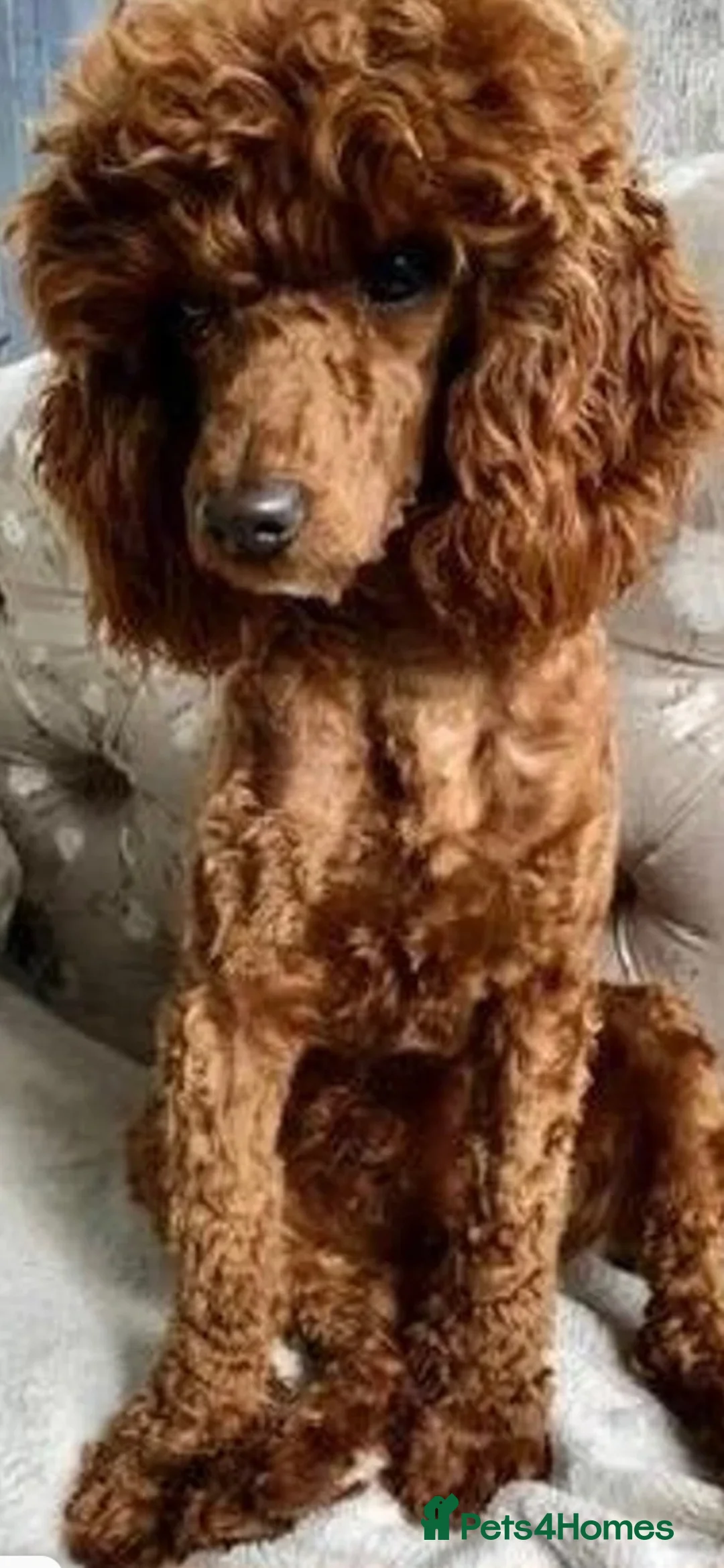 Cavapoo dogs for sale: Cavapoo Puppies in Sunderland - Advert 15
