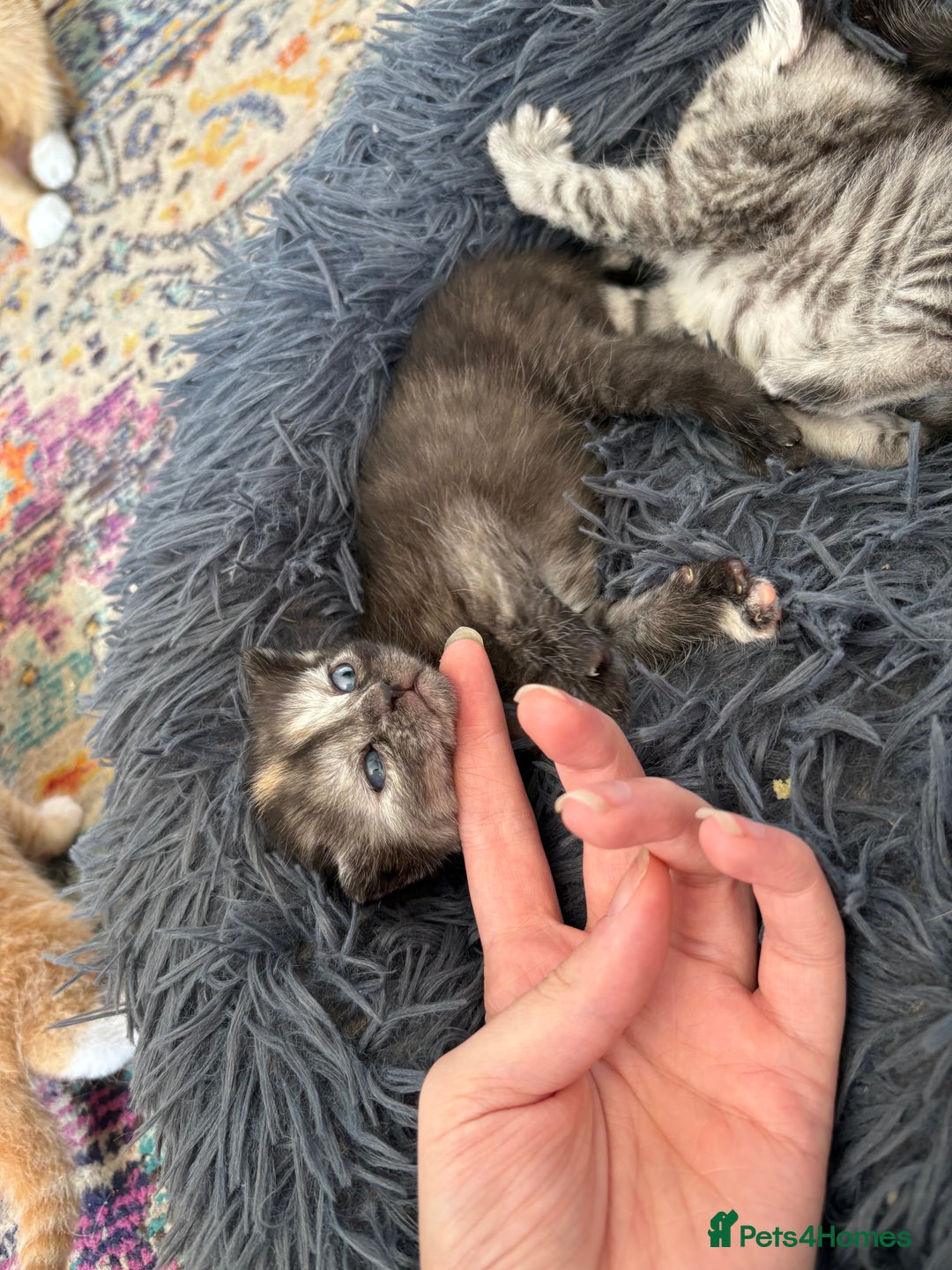 Bengal cats for sale: Beautiful half bengal kittens  - Image 34
