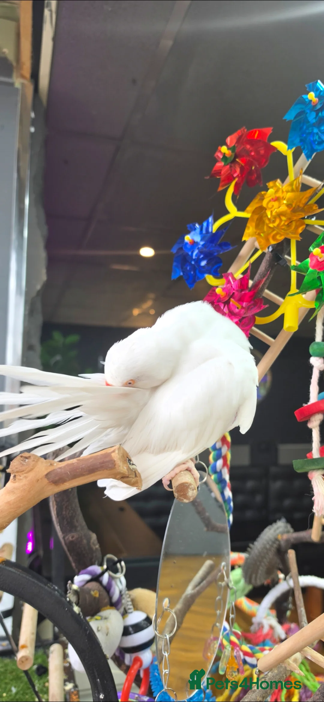Ringnecks birds for sale: Beautiful Ringneck  in Huddersfield - Advert 2