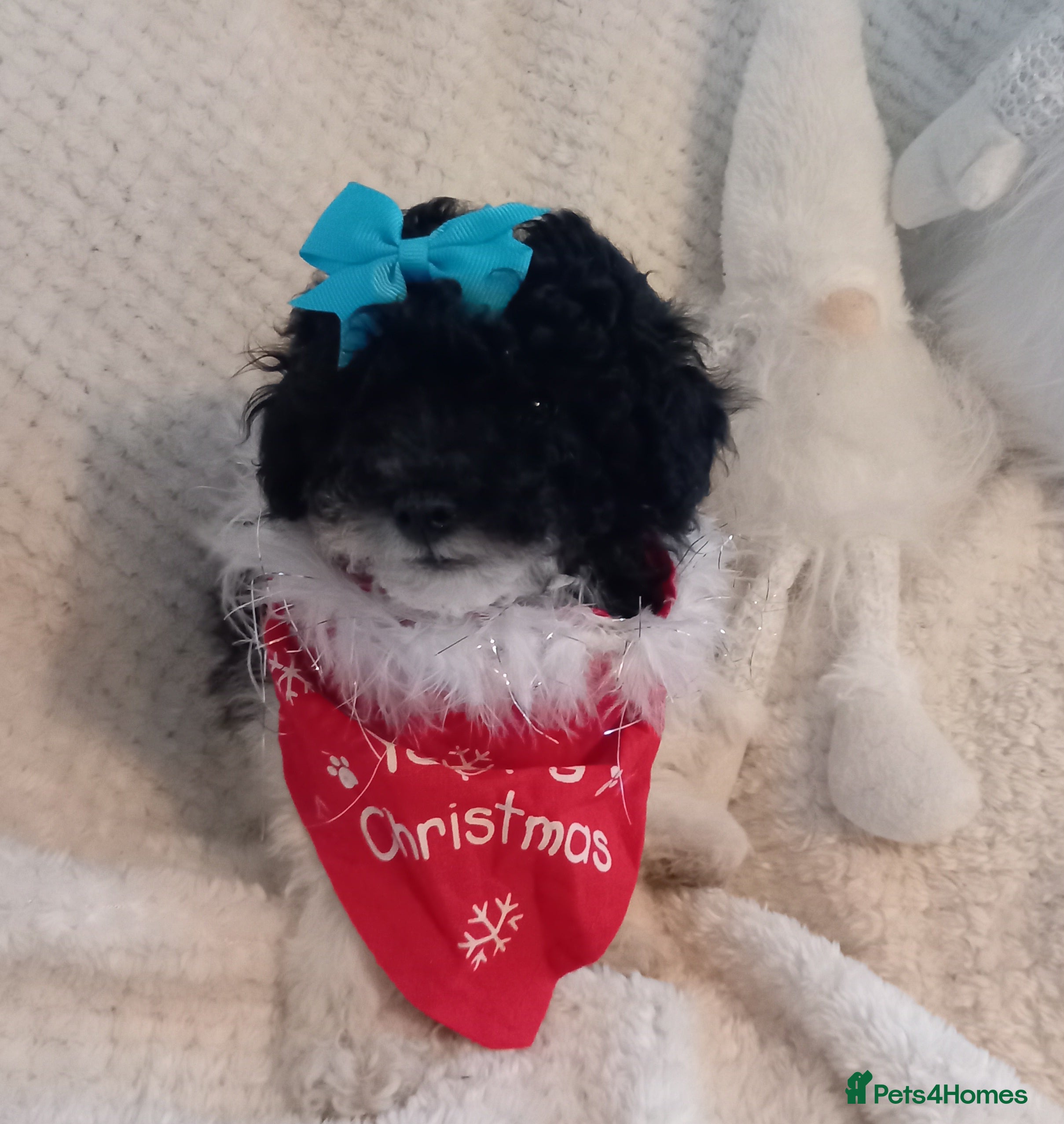 Toy Poodle dogs *1 LEFT*TINY MALE PARTI TOY POODLE*FULL PEDIGREE* - Advert 16