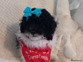 Toy Poodle dogs *1 LEFT*TINY MALE PARTI TOY POODLE*FULL PEDIGREE* - Advert 16