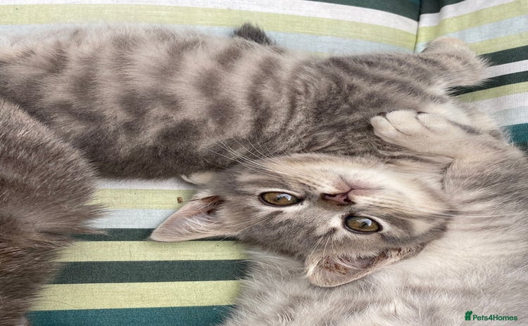 British Shorthair cats - Advert 3