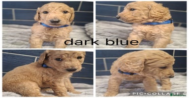 Labradoodle dogs - Advert 15