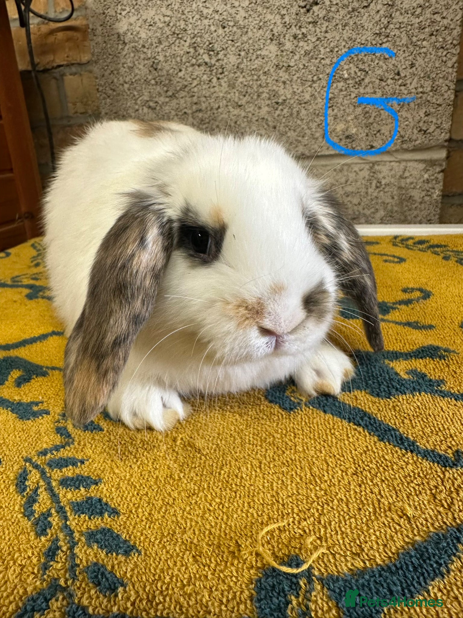 Mini Lop rabbits Mini Lop rabbits For Sale  - Advert 1