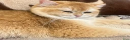 British Shorthair cats for stud: Exceptional NY12 BRI Black Golden Shell - Advert 9