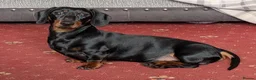 Dachshund dogs for stud: Black and Tan miniature smooth boy  - Advert 1