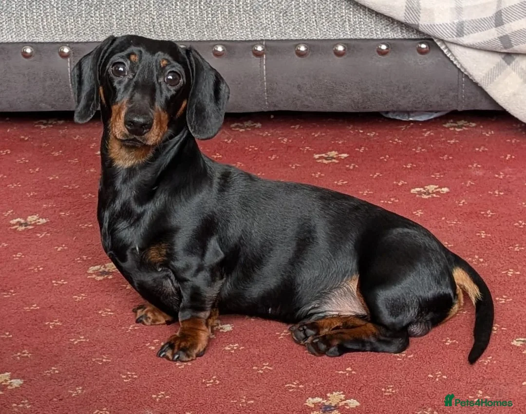 Dachshund dogs for stud: Black and Tan miniature smooth boy  - Advert 1