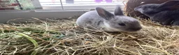 Rex rabbits for sale: Mini Rex in Liverpool - Advert 15