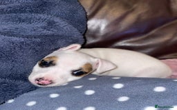 Jack Russell dogs for sale: Jack Russel pup 🐶  - Image 3
