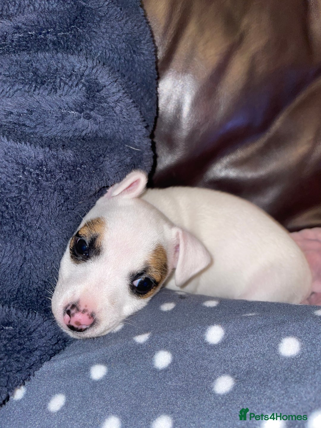 Jack Russell dogs for sale: Jack Russel pup 🐶  - Image 3