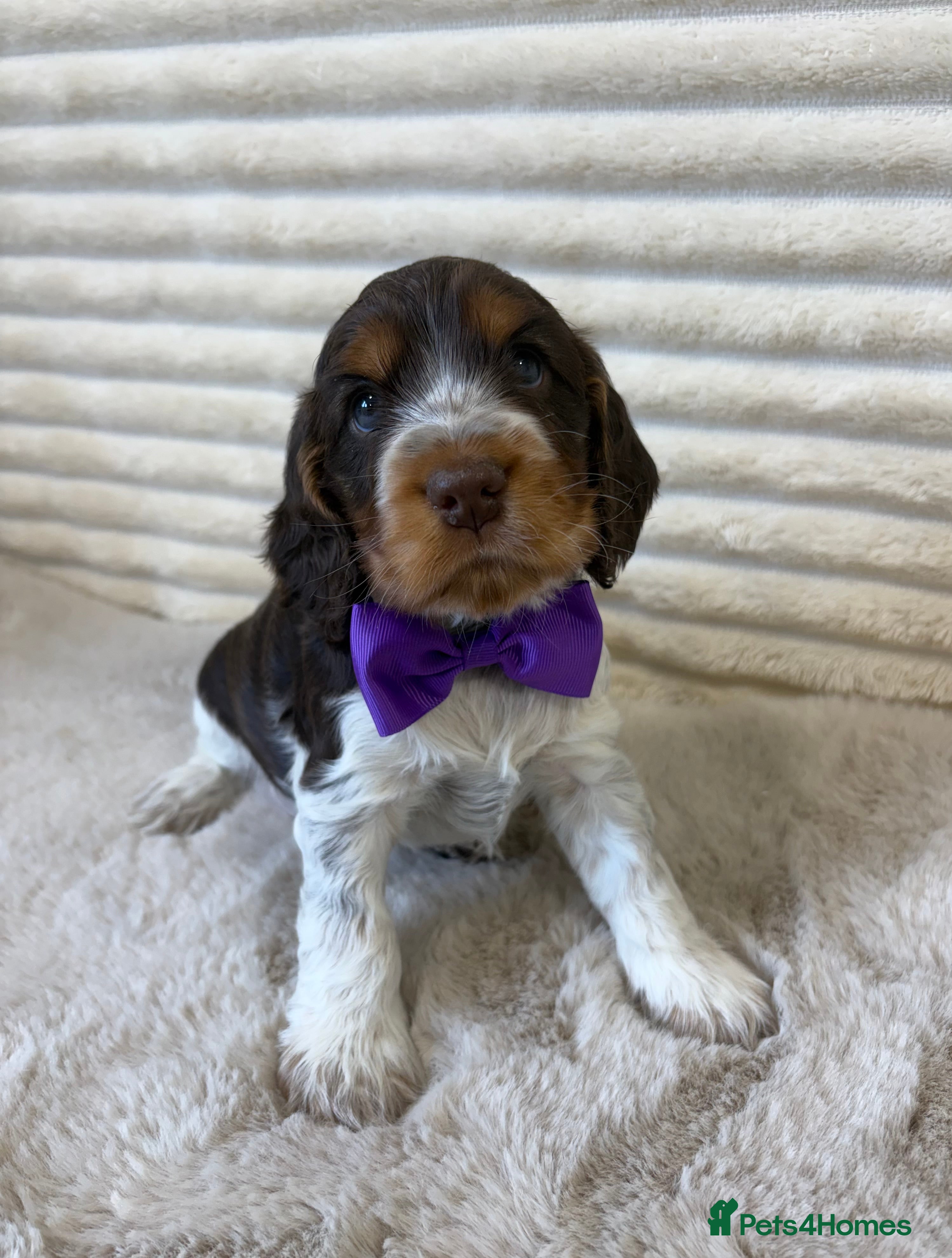 Cocker Spaniel dogs Exceptional, health tested, KC Reg Cocker Spaniels - Advert 16