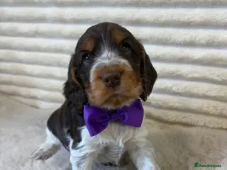 Cocker Spaniel dogs Exceptional, health tested, KC Reg Cocker Spaniels - Advert 16