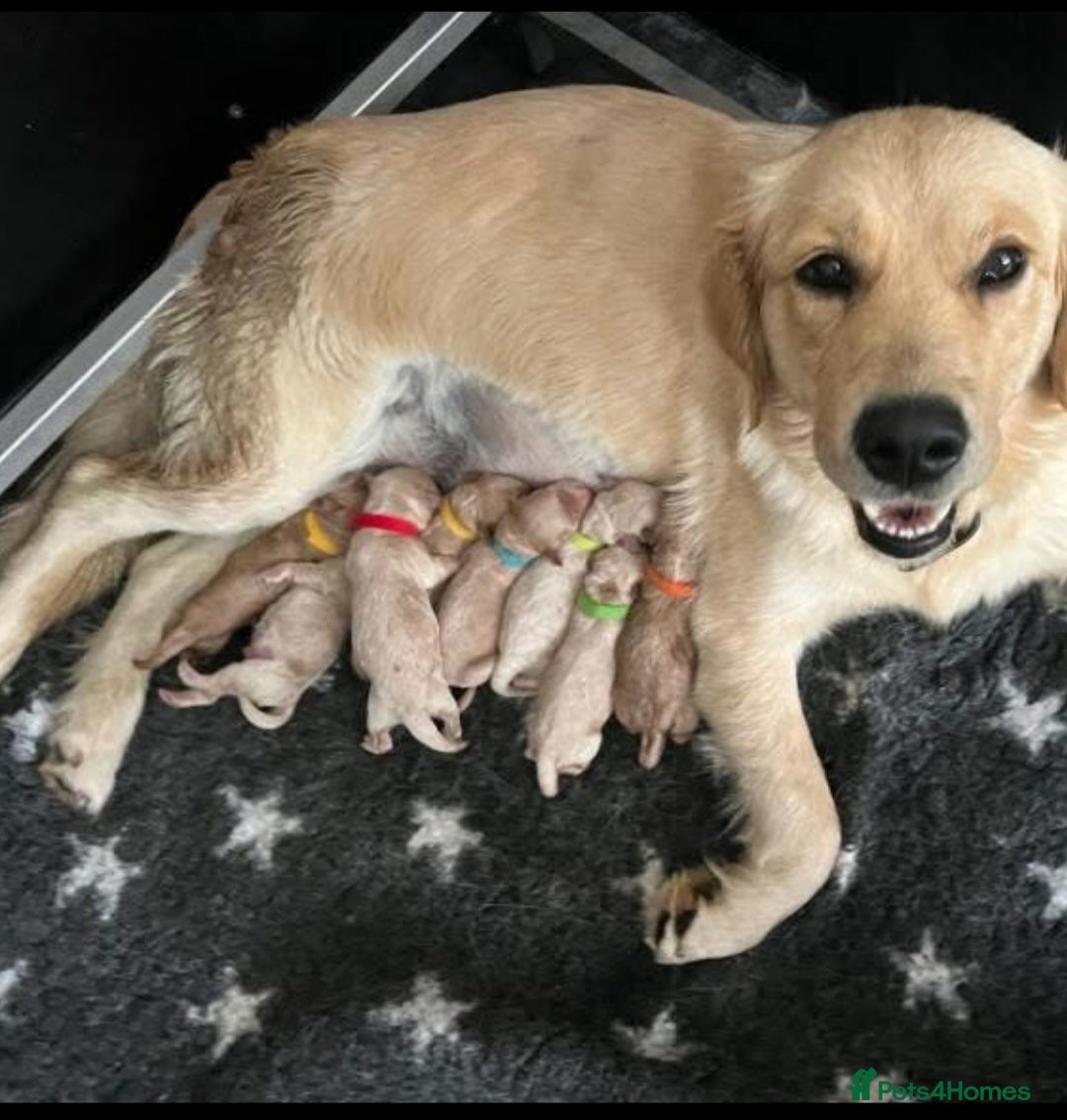 Miniature Poodle dogs for stud: Red Miniature Poodle Stud package Available  in Southampton - Advert 35