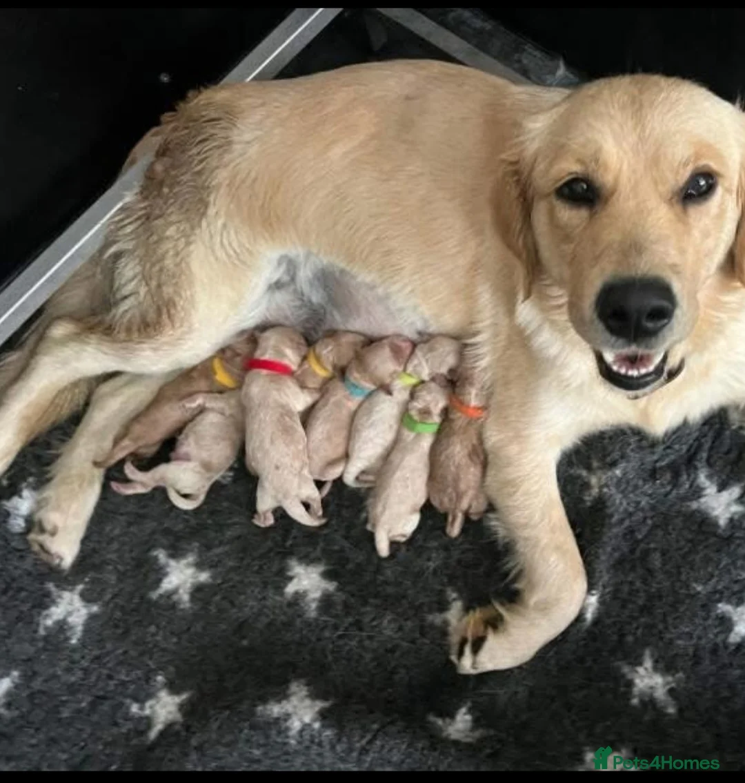 Miniature Poodle dogs for stud: Red Miniature Poodle Stud package Available  in Southampton - Advert 35