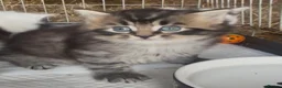 Mixed Breed cats for sale: Beautiful fluffy Kittens - Advert 5