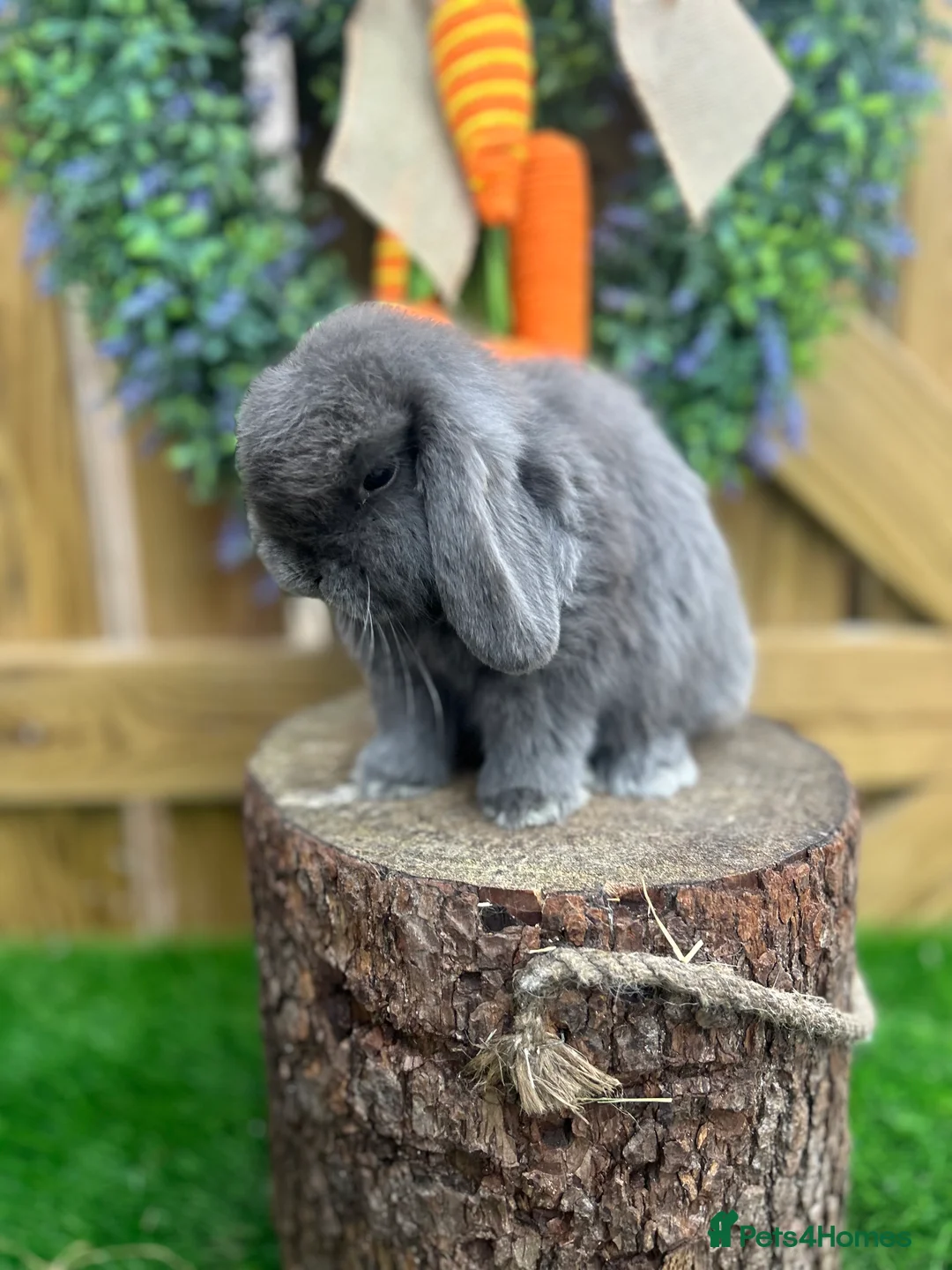 Mini Lop rabbits for sale: ⭐️ PUREBRED QUALITY MINI LOP BABIES ⭐️ - Advert 6