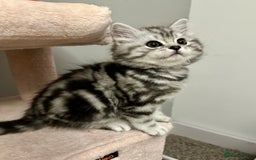 British Longhair cats for sale: Silver tabby British Longhair pedigree registered  - Image 8