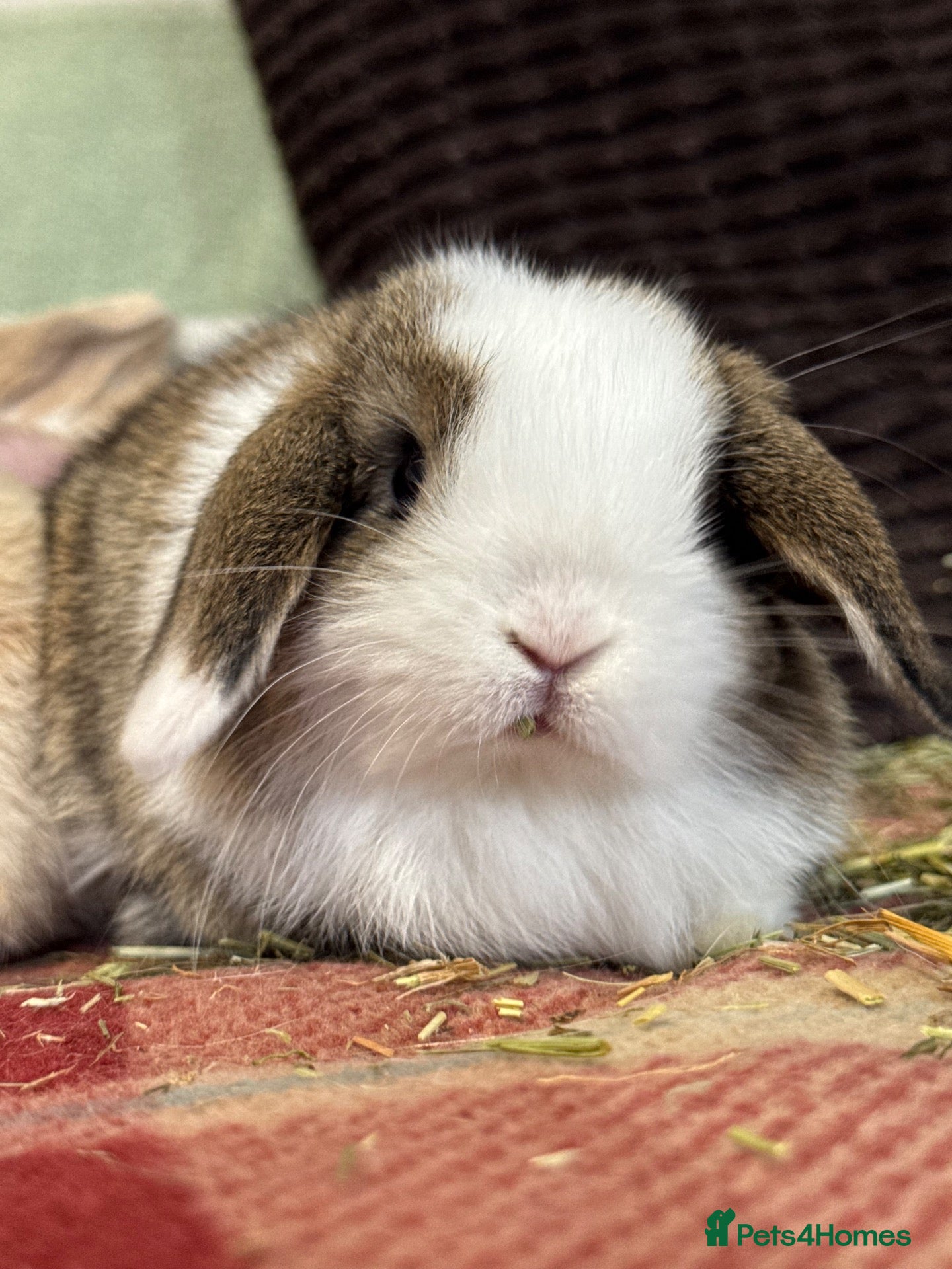 Mini Lop rabbits Super cute mini lop babies  - Advert 1
