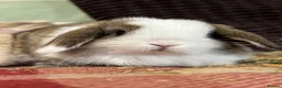 Mini Lop rabbits for sale: Super cute mini lop babies  in Llandysul - Advert 1