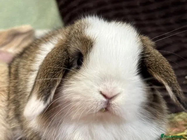 Mini Lop rabbits for sale: Super cute mini lop babies - Advert 1