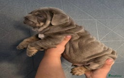 English Bulldog dogs for sale: 3 English bulldog boys  - Image 2