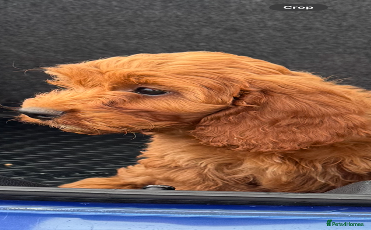 Cockapoo dogs - Advert 2