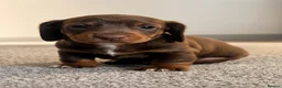 Miniature Dachshund dogs for sale: 2 LEFT🎀💙 KC Registered Miniature Dachshunds⭐️ - Advert 2
