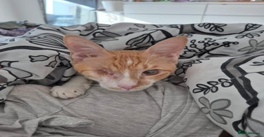 Mixed Breed cats - Advert 4