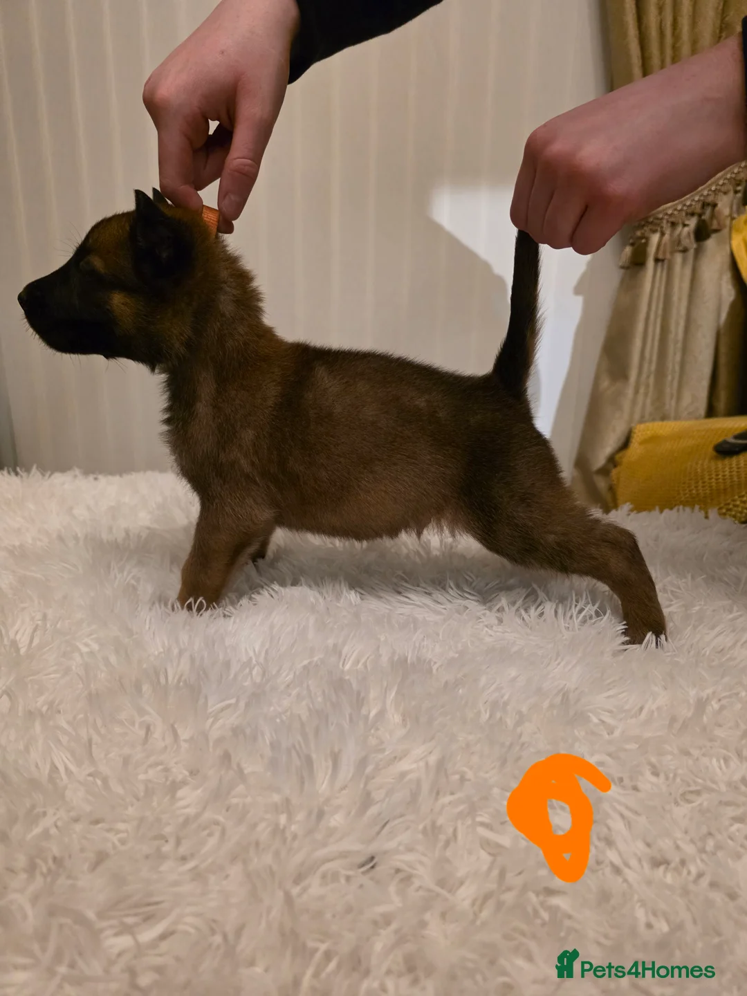 Belgian Shepherd Dog dogs for sale: 🔥🔥Fantastic Belgian Malinois Puppies🔥🔥 - Advert 14