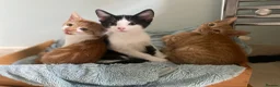 Mixed Breed cats for sale: Lovely short haired kittens  in Redhill - Advert 11