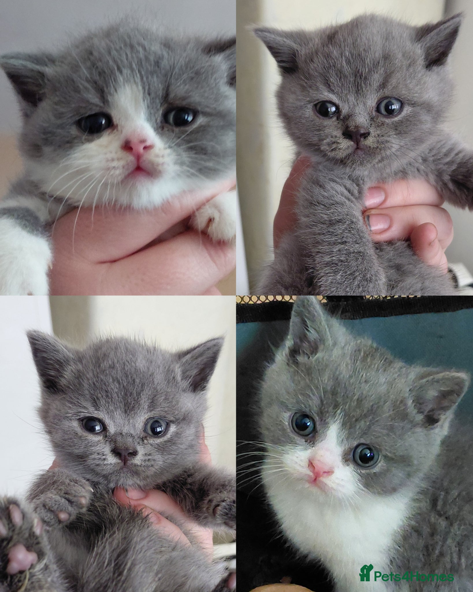 British Shorthair cats for sale: 5* GCCF Registered British Short Hair Kittens - Advert 1