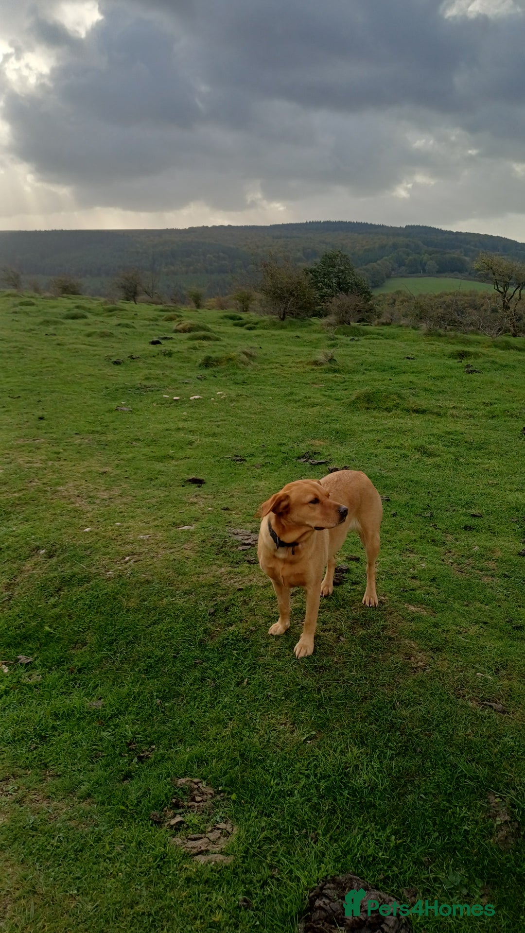Labrador Retriever dogs for sale: KC Registered Fox Red Labrador Puppies - Advert 8