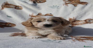 Maltipoo dogs - Advert 8