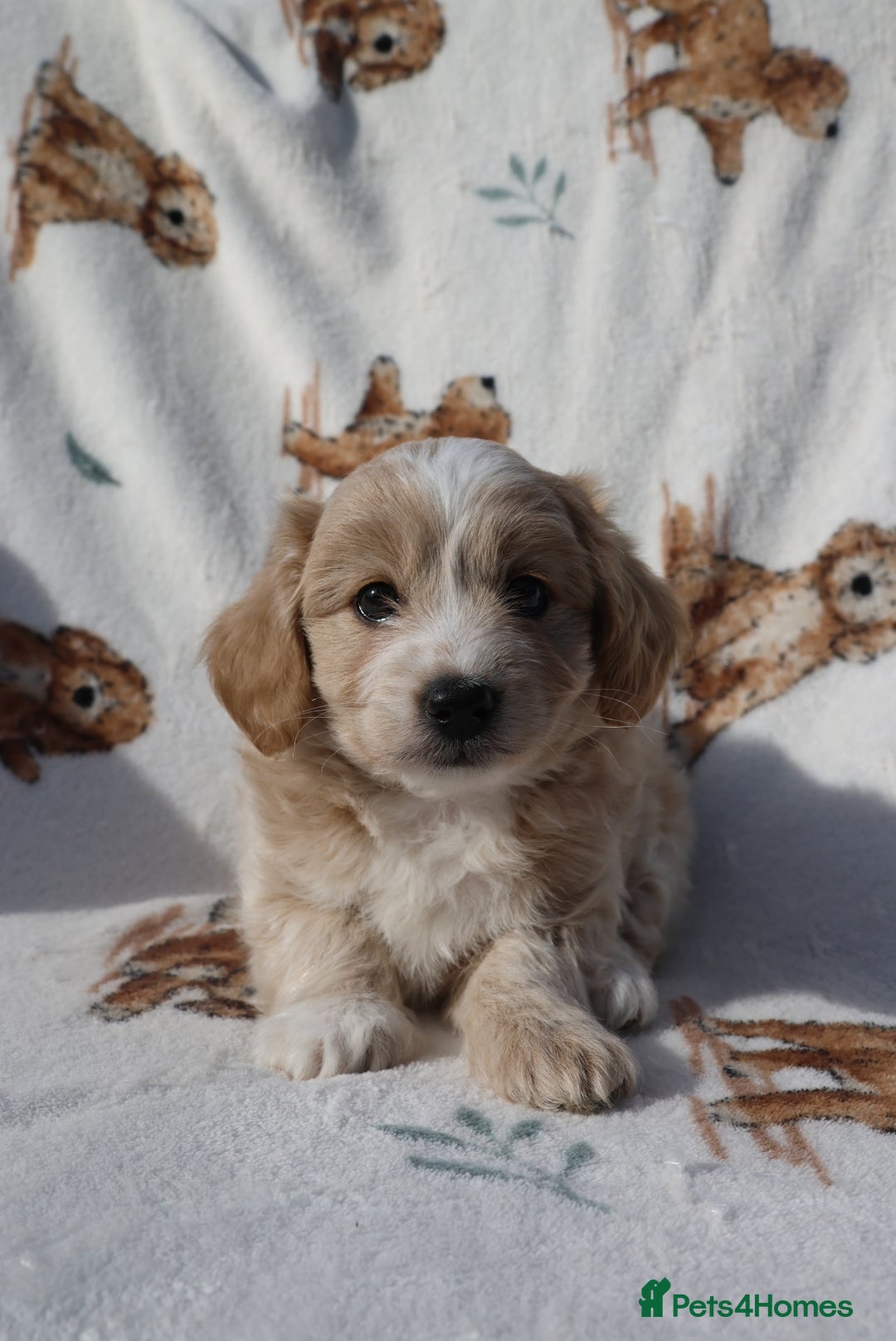 Maltipoo dogs for sale: Beautiful Maltipoo Babies - Image 3