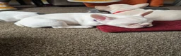 French Bulldog dogs for sale: French bulldog puppies  - Advert 4