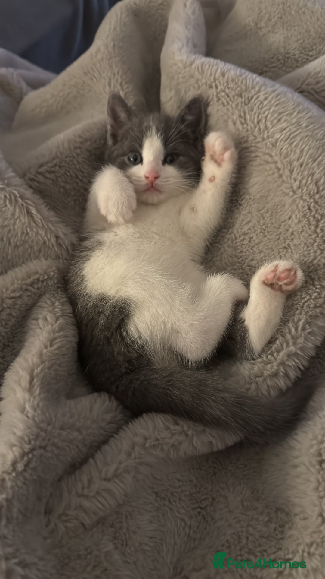 Mixed Breed cats for sale: Grey and white tabby  - Advert 3