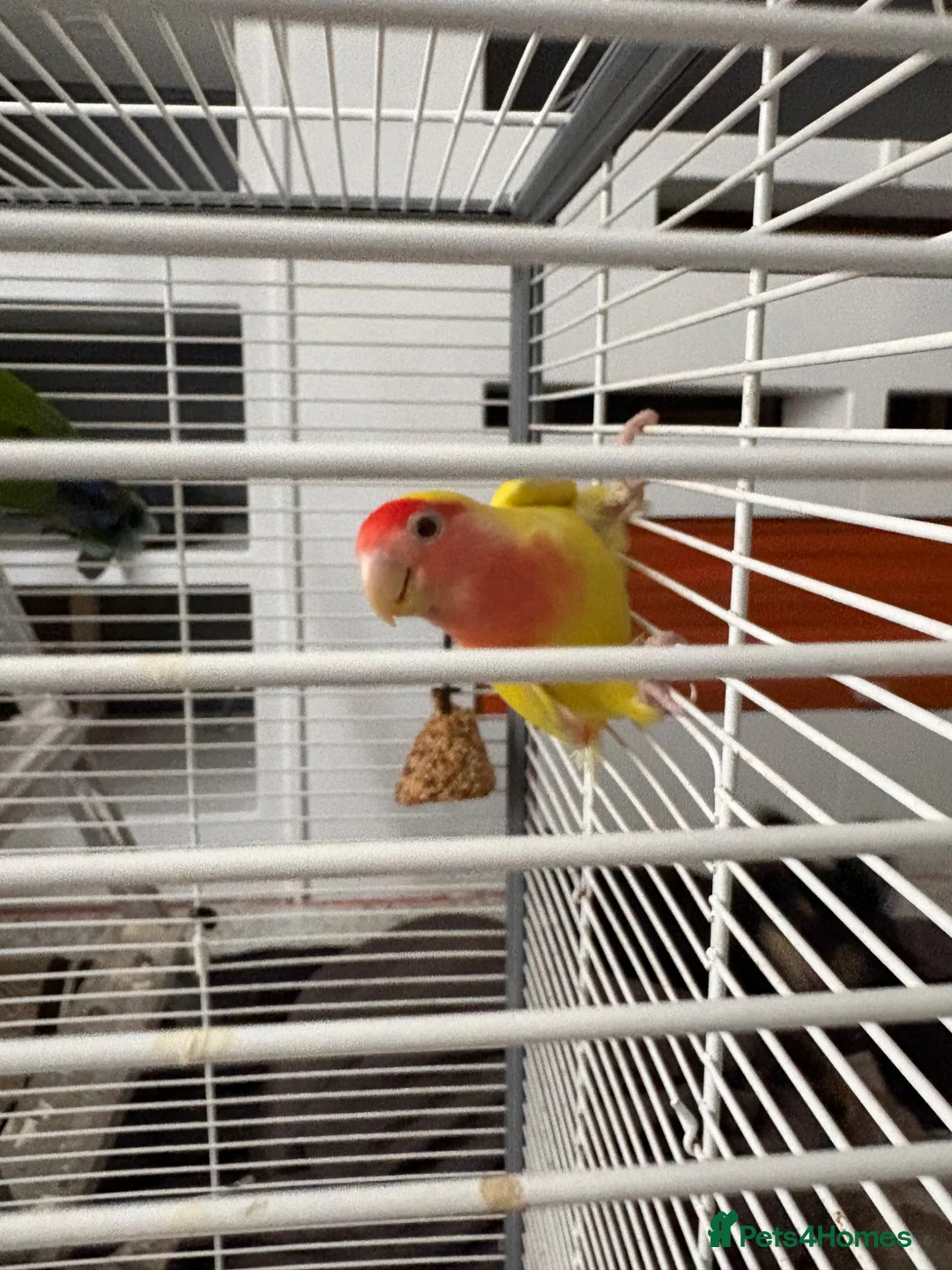 Lovebirds birds for sale: X2 Lovebirds for Sale Paired  - Advert 2
