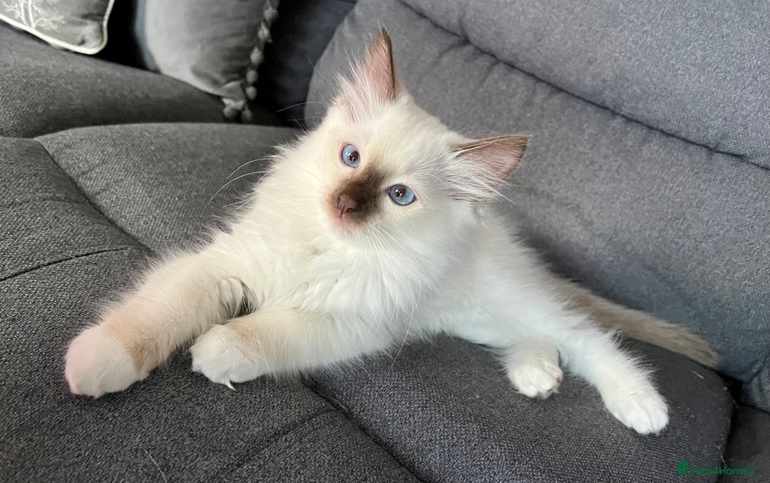 Ragdoll cats for stud: PROVEN GCCF Active Ragdoll Stud Dilute Lilac Genes in Manchester - Image 16