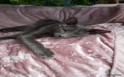 Oriental cats for sale: Full Pedigree Oriental 1 Kitten XL size ears GCCF - Image 19