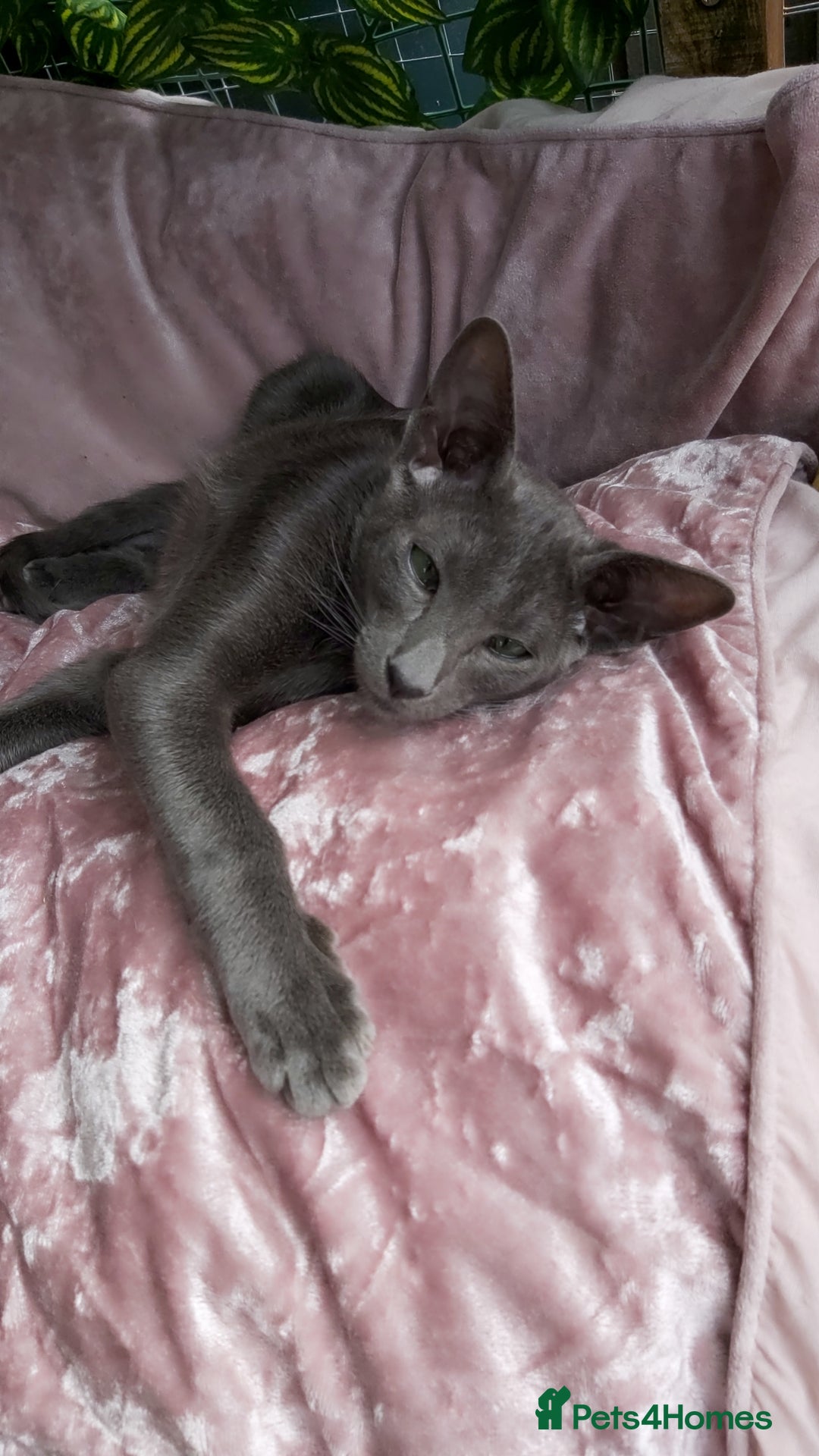 Oriental cats for sale: Full Pedigree Oriental 1 Kitten XL size ears GCCF - Image 19