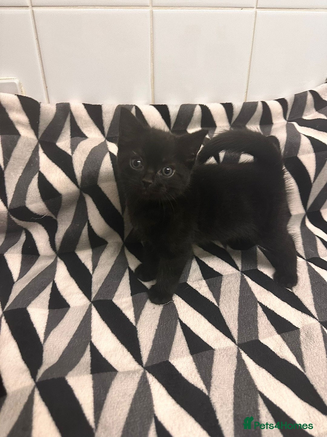 Domestic Shorthair cats for sale: Kittens for sale  - Image 7