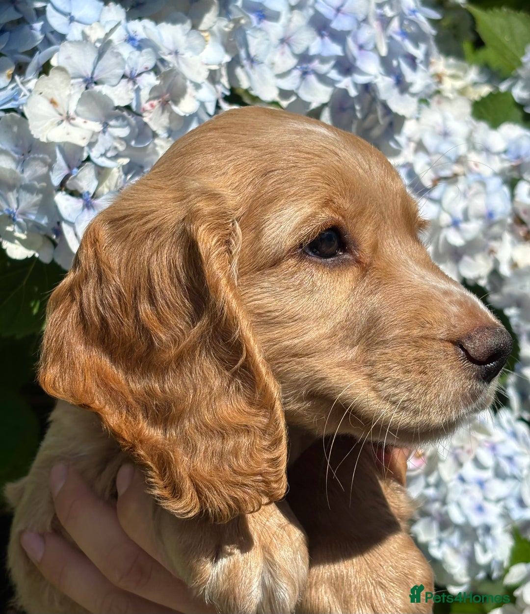 Cocker Spaniel dogs for sale: Stunning KC Reg Working Cocker Spaniels - Image 10